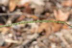 Thin paspalum